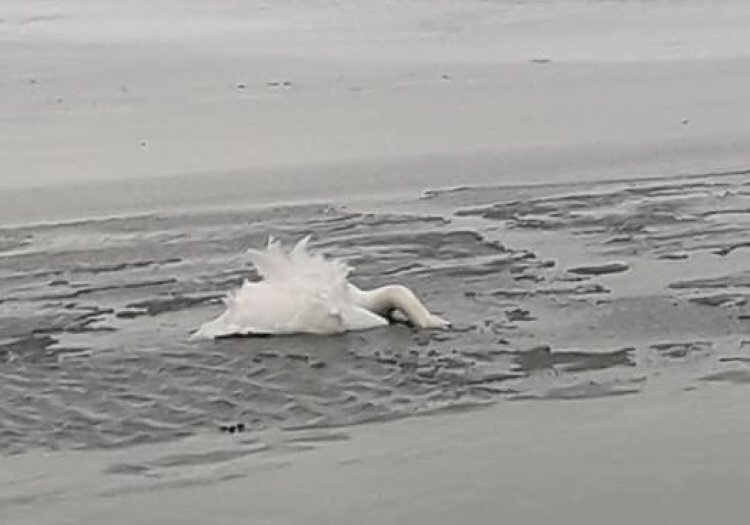 «Несповна розуму» – казали рятувальники жінці, яка просила їх врятувати ледь живого лебедя в льодяному озері